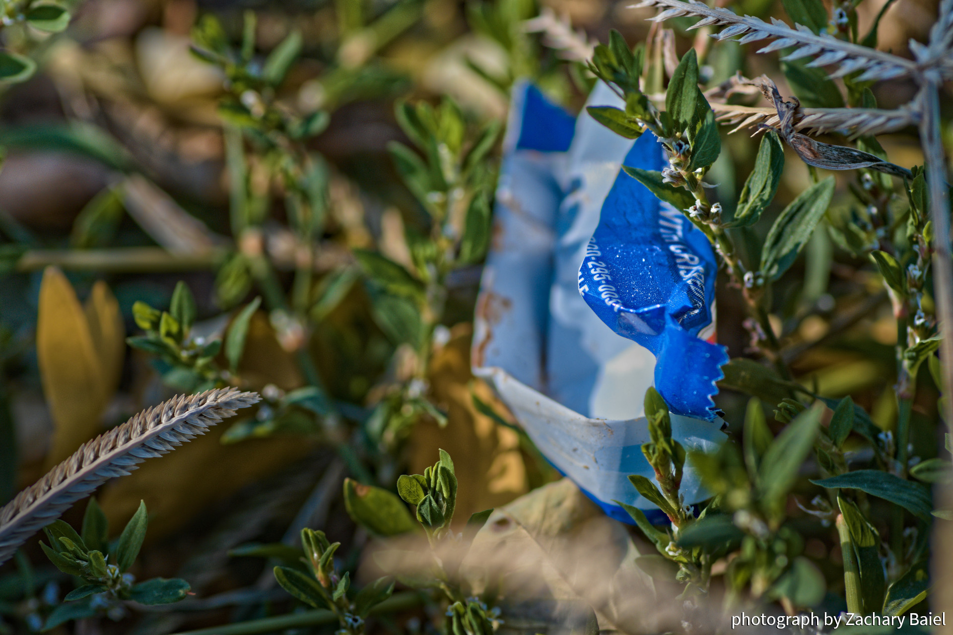 Littered candy wrapper in grass, Halloween