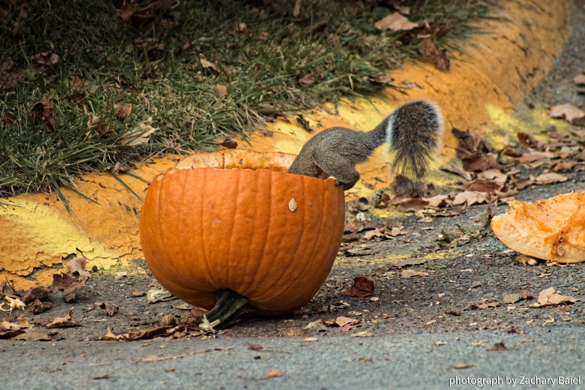 A squirrel enjoying a fresh pumpkin street snack | October 2022