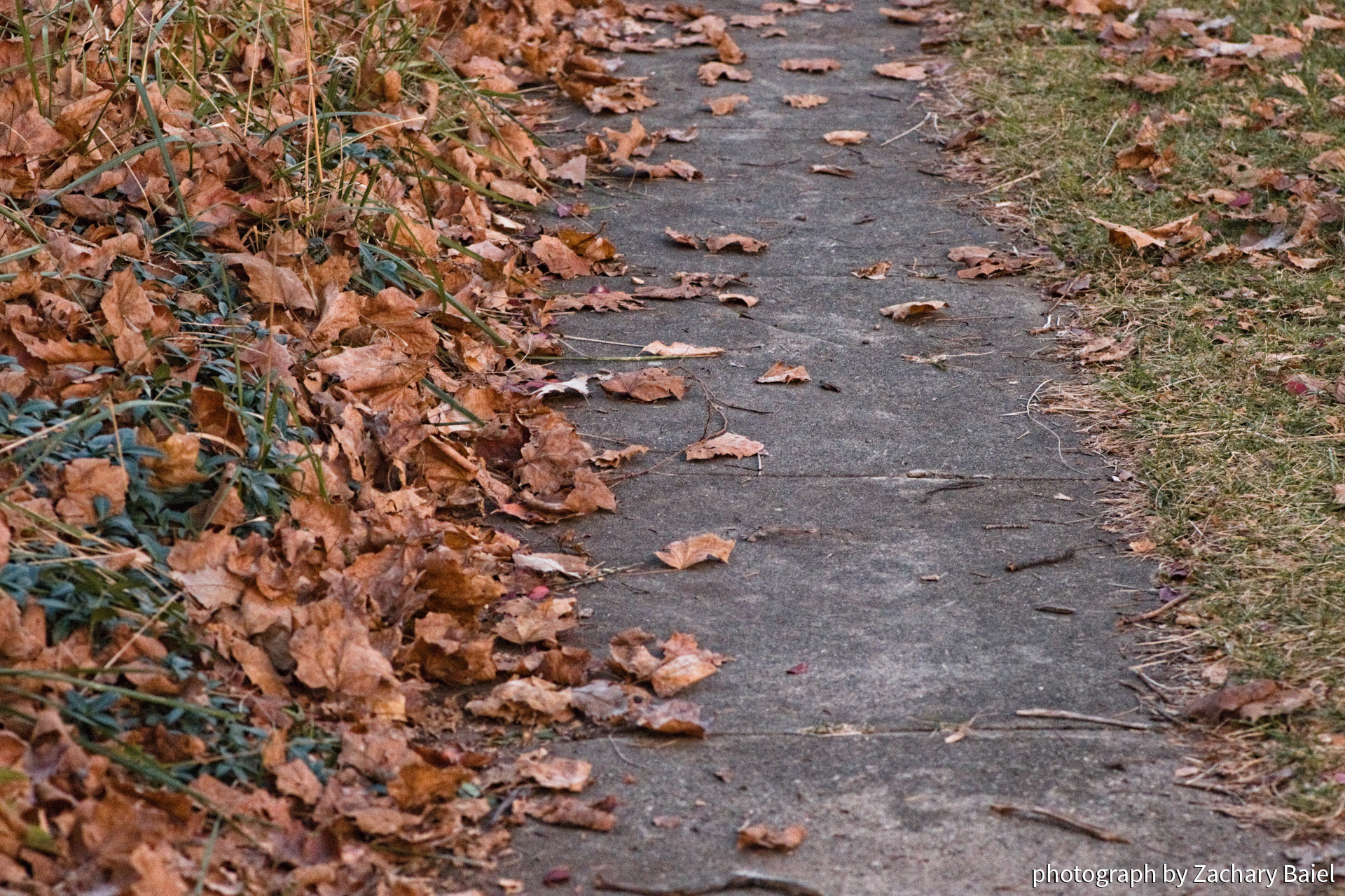 Leaves along the sidewalk, caught up in ivy | November 2022