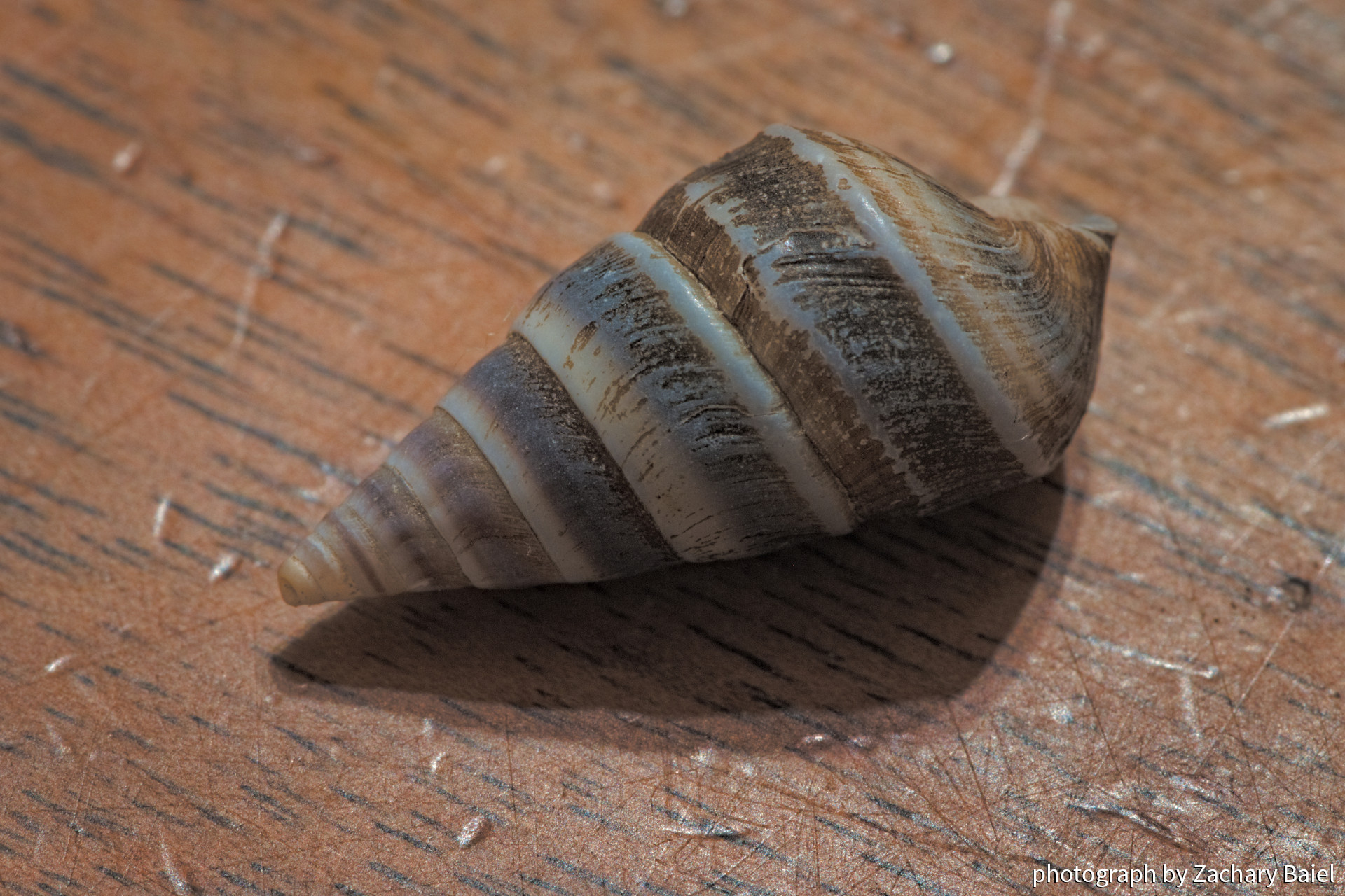 A shell from the shores of the Wabash River in West Lafayette Indiana | November 2022