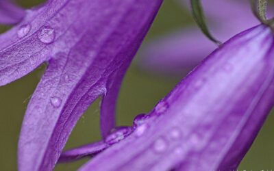 Late Bloomers, Melting Snow