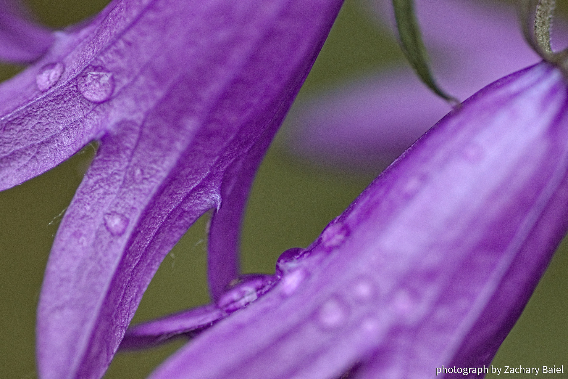 Campanula rapunculoides (purple bell) with freshly melted snow on its petals | November 2022