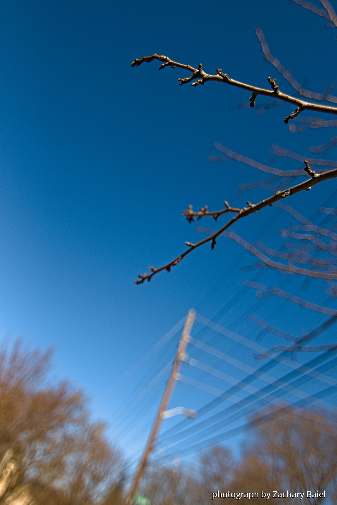 Tree branch against a clear, blue sky | West Lafayette, Indiana | November 2022