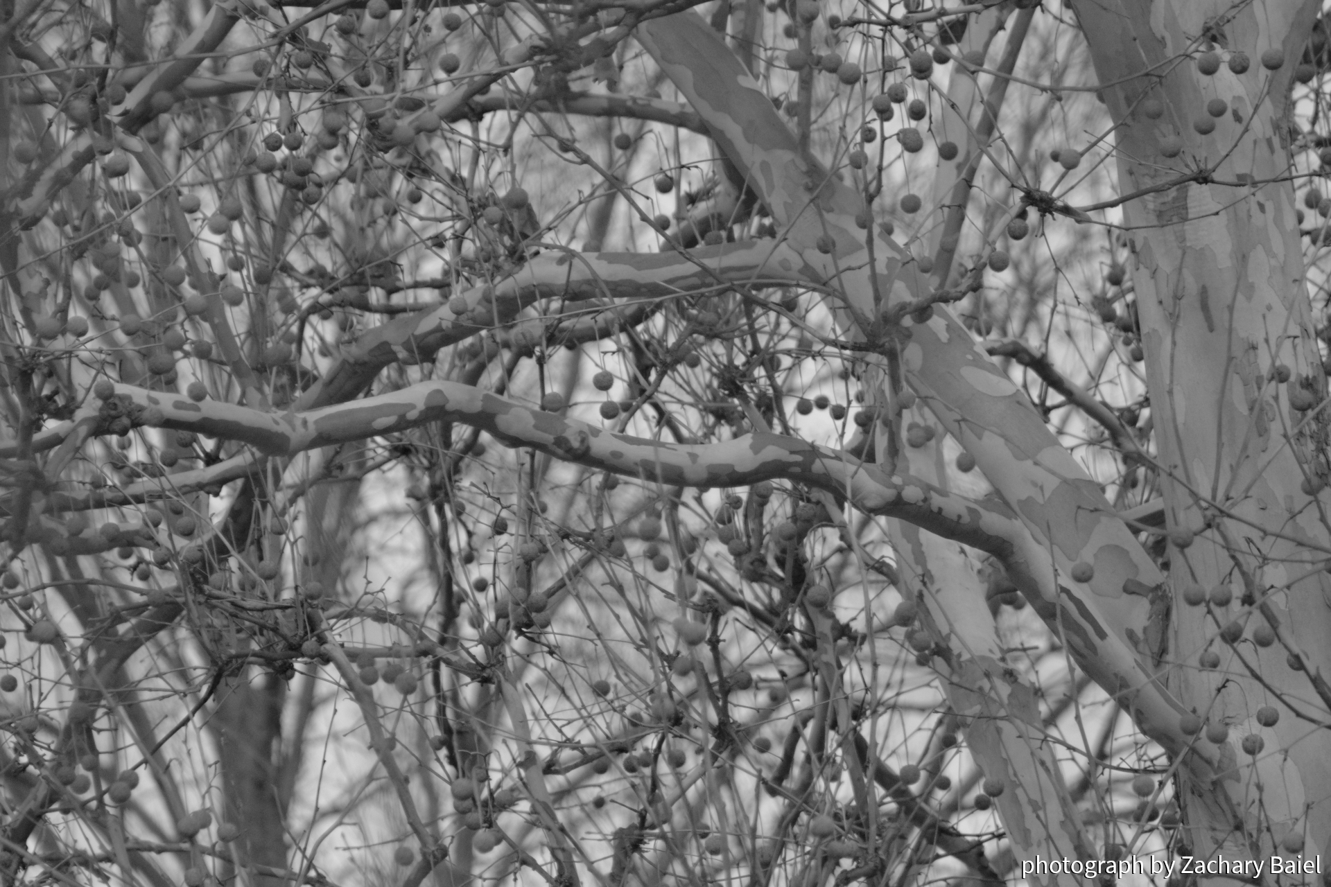 Seed pods on an American Sycamore tree | West Lafayette, Indiana | November 2022